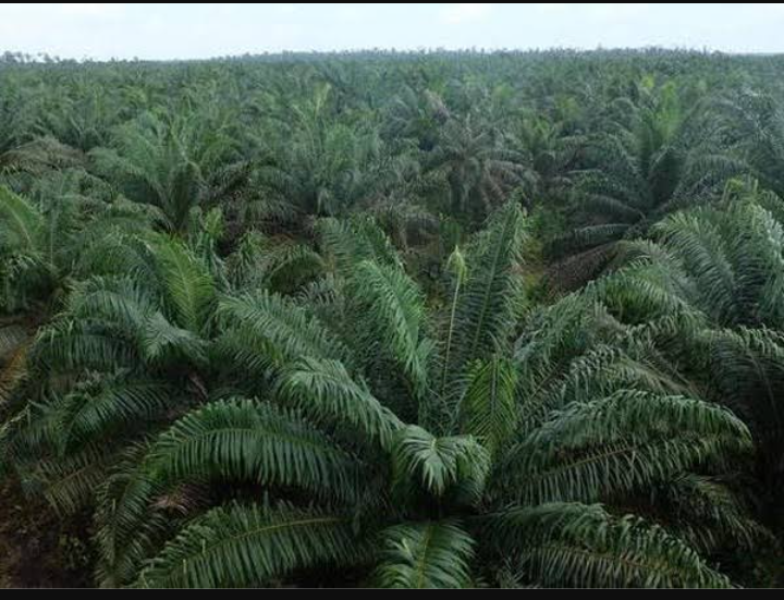 5.600 Ha Kebun Sawit PT Torus Ganda berada di Kawasan Hutan, MA perintahkan tumbang dan kembalikan ke fungsi awal sebagai Hutan